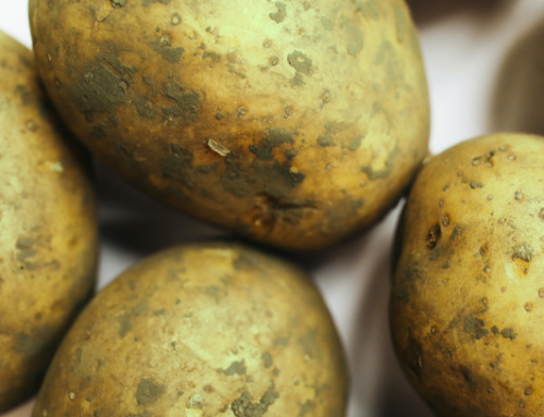 Peut-on consommer des pommes de terre vertes ?